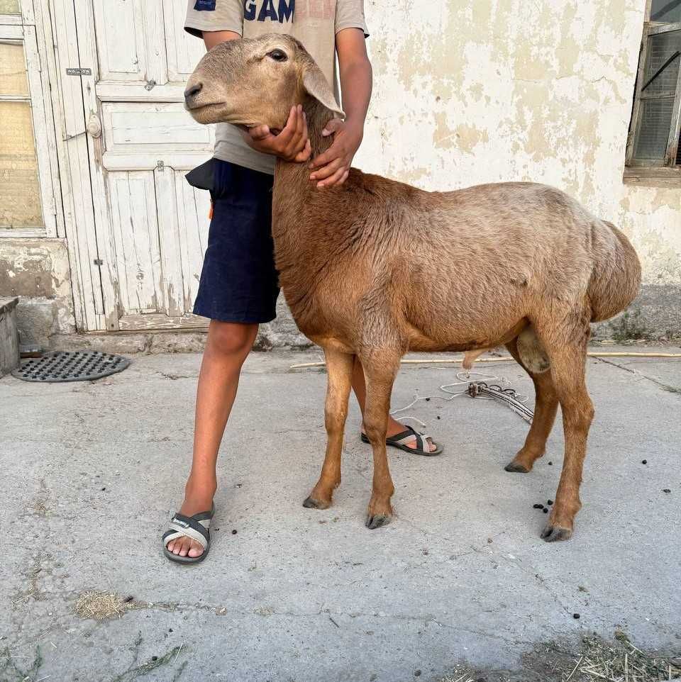 Арашан ва эдылбай ку́зи ку́чкорларни зу́ри