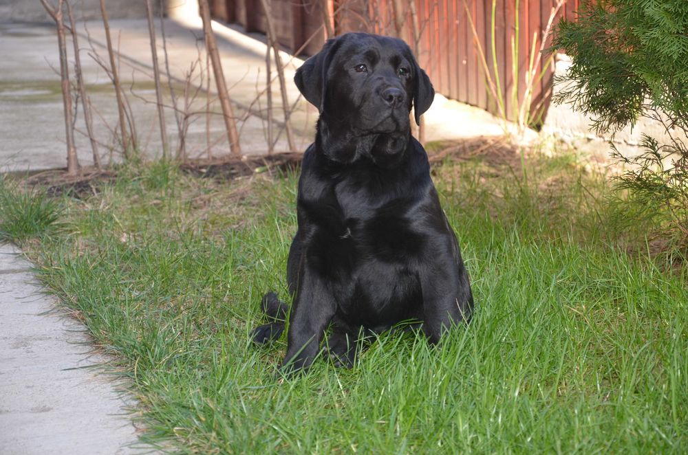 Femela neagra de Labrador Retriever cu Pedigree A, 6 luni