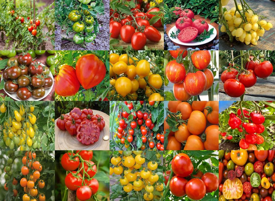 Seminte Rosii romanesti smarald roz galben cherry brune crete vargate