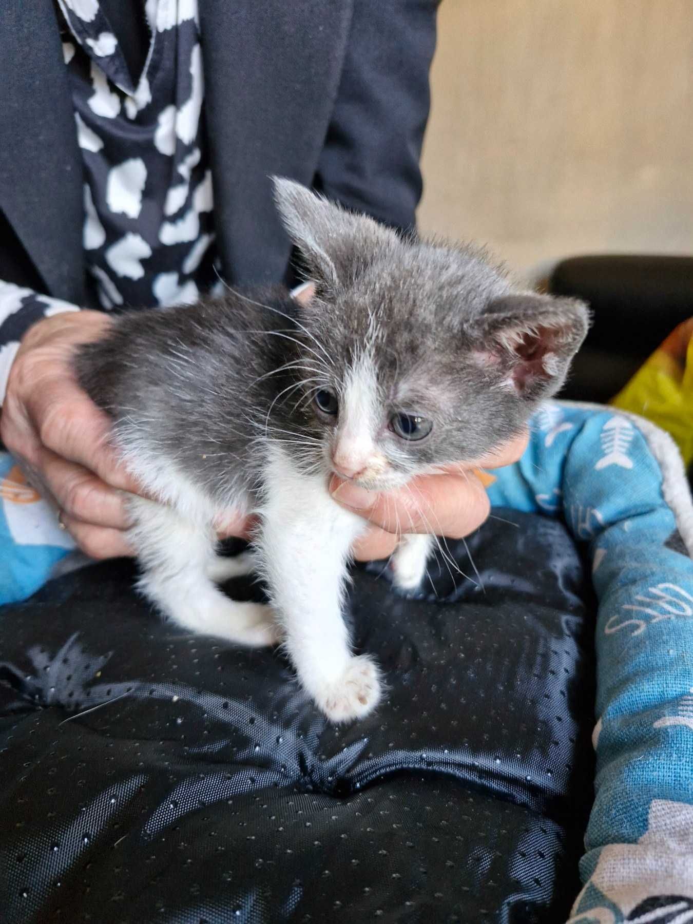 Котета на около 2 месеца в гр.София, Лозенец