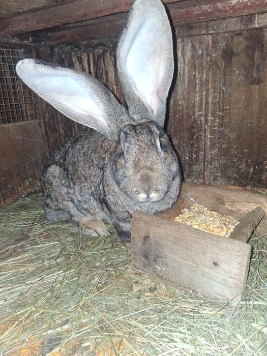 Vind iepurita Urias German montat