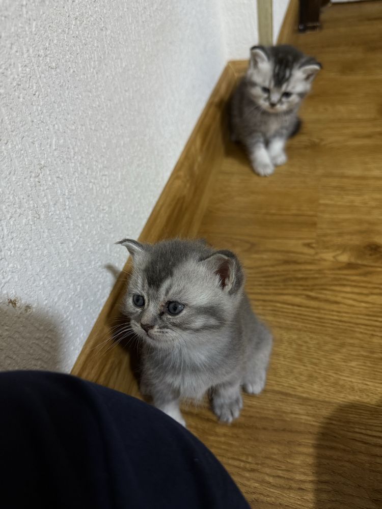 Шотландсике прямоухие котята