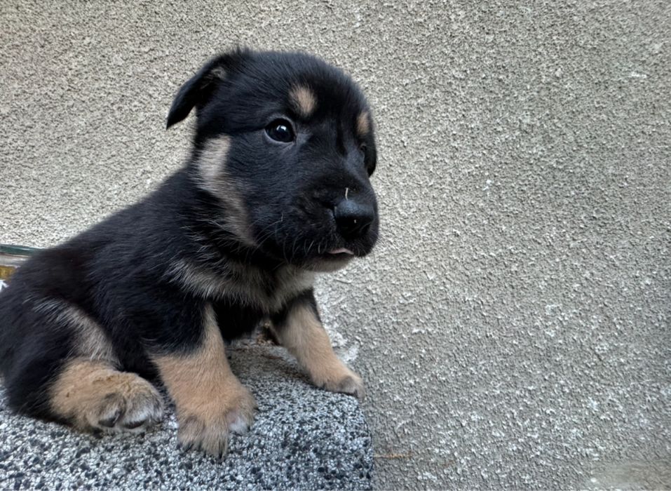 Мъжки кученца - двумесечни, обезпаразитени