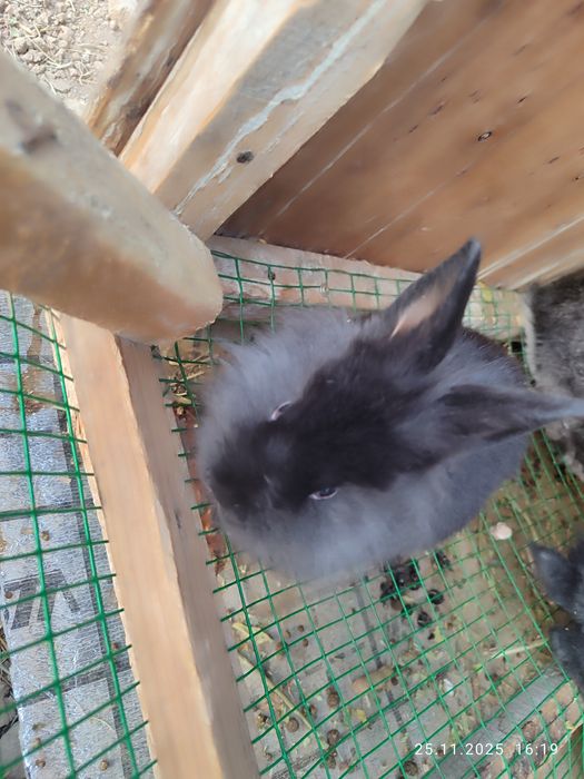 Ona bola quyonla sotiladi