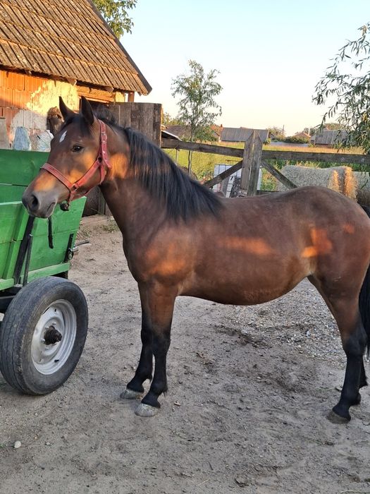 De vânzare mânza 1,5 de ani