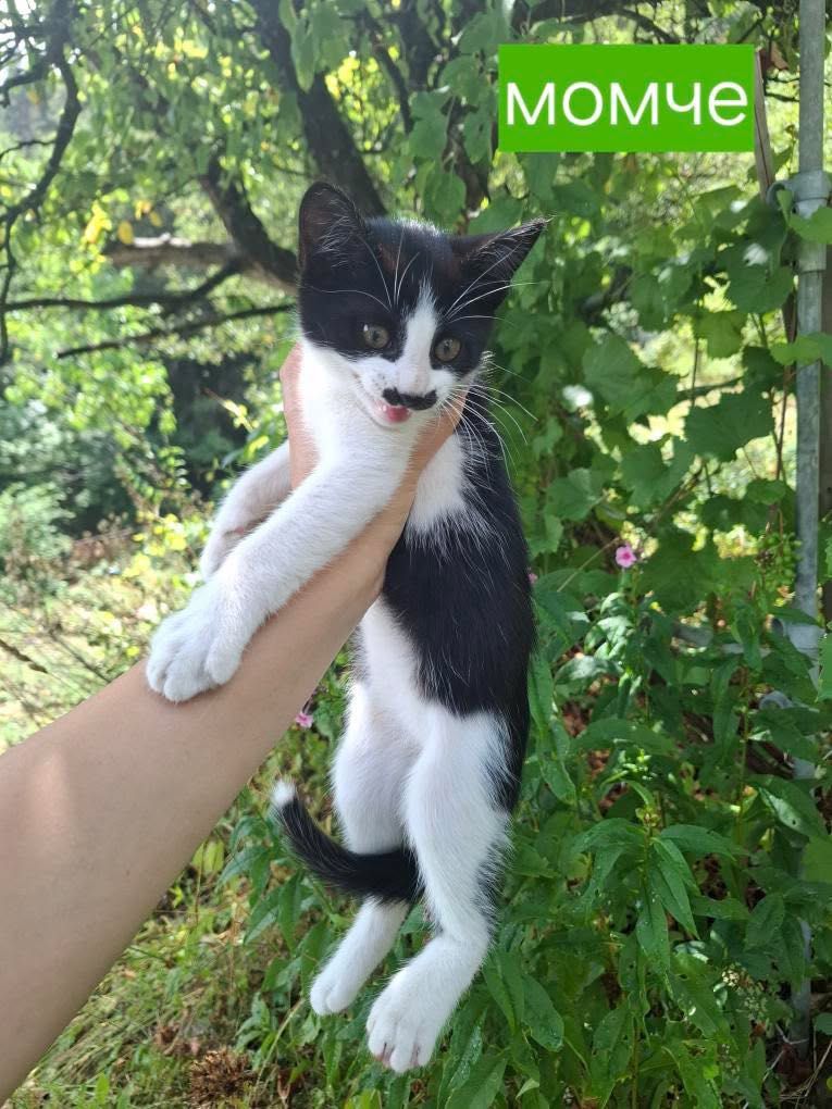 Подарявам котенца