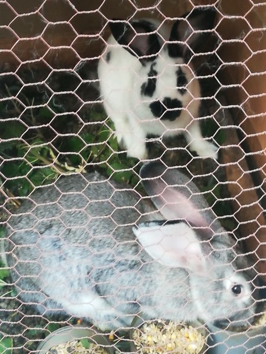 Продавам зайци на 5 месеца