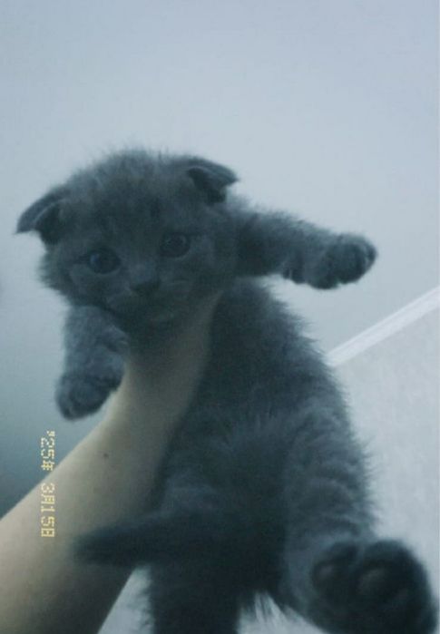 Вислоухий котенок шотландский