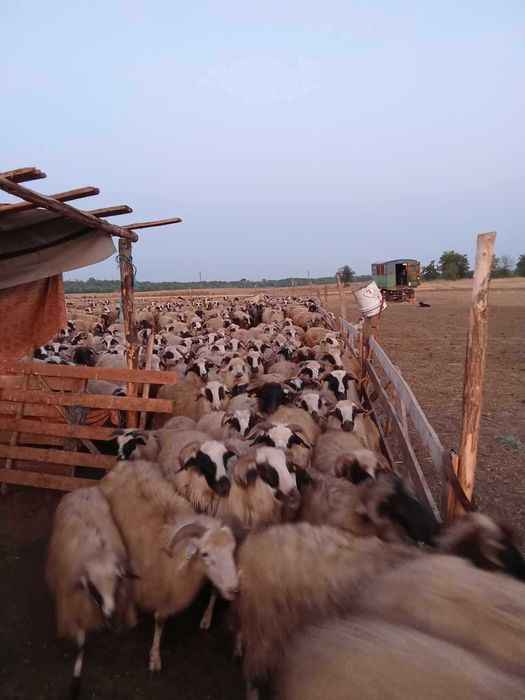 Oi si capre reforme de vânzare