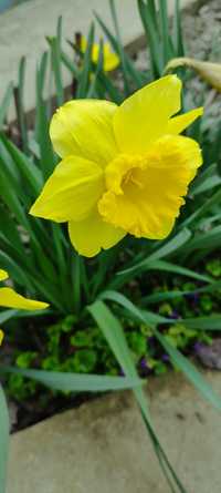 Цветы Нарциссы (Наргиз гуллари)