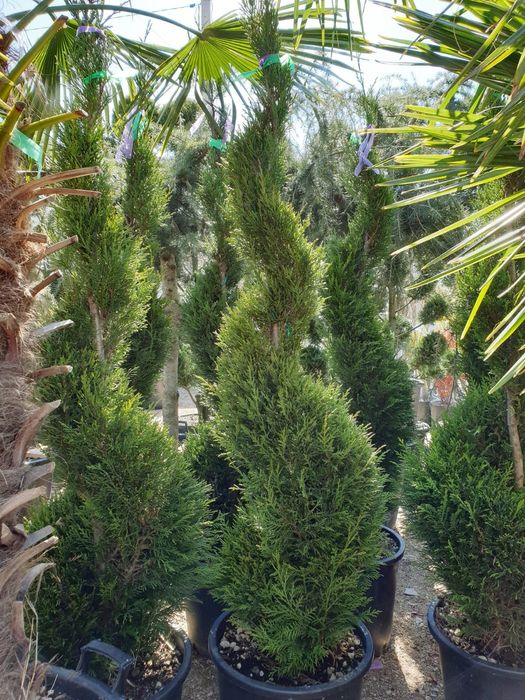 Vând spirala pon pon