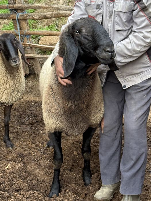 Овен Плевенски Черноглав