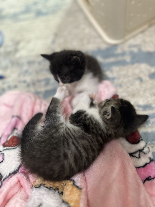 Котята бесплатно