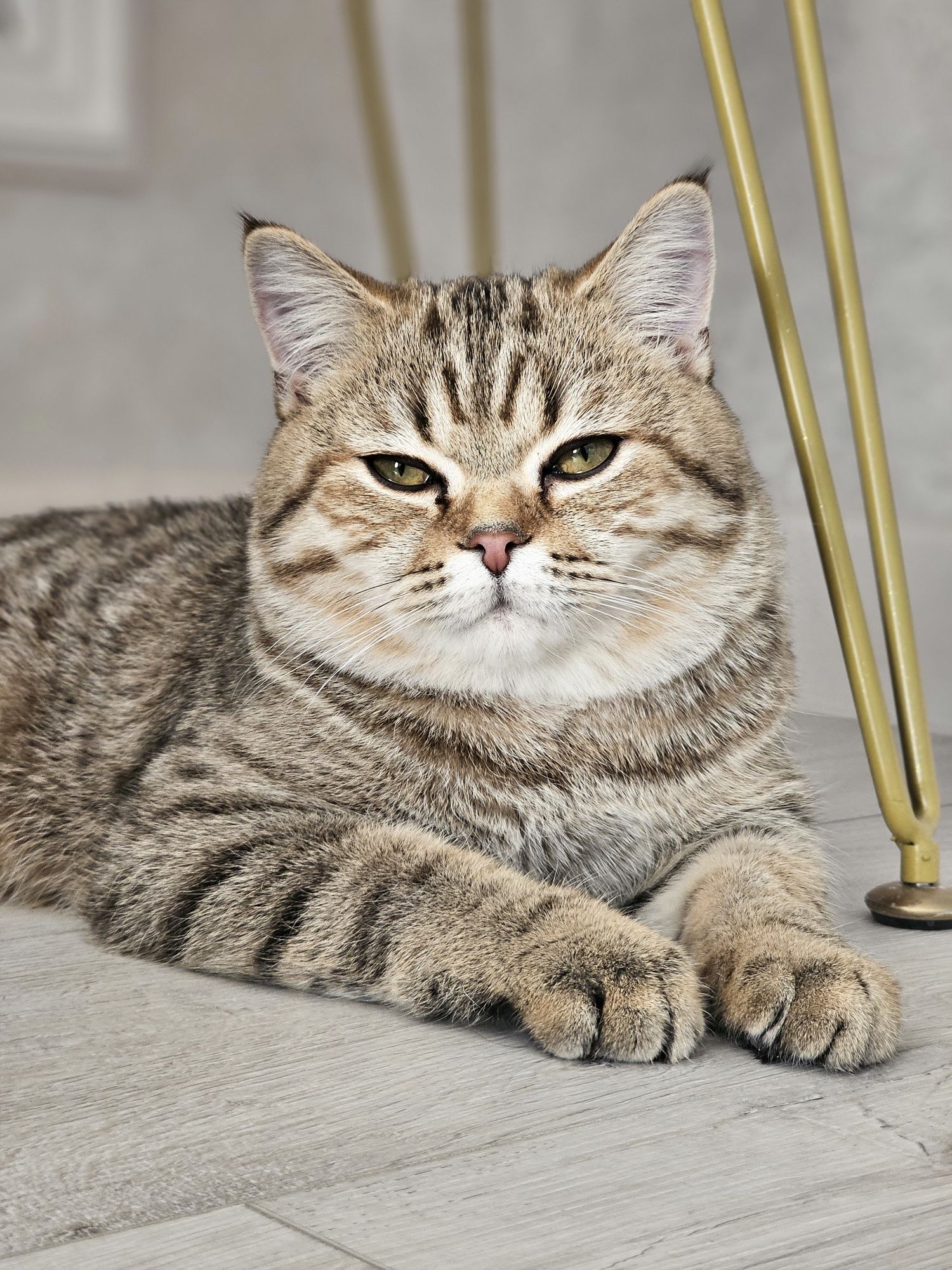Шотландский прямоухий кот на вязку