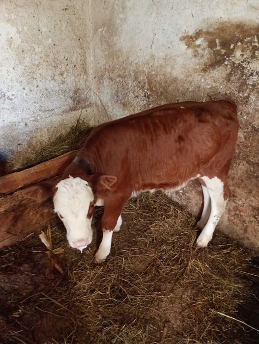 Vițea BR de vânzare