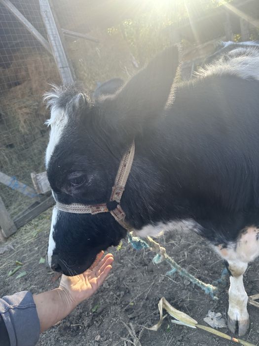 Se vinde pret 4300 lei negociabil