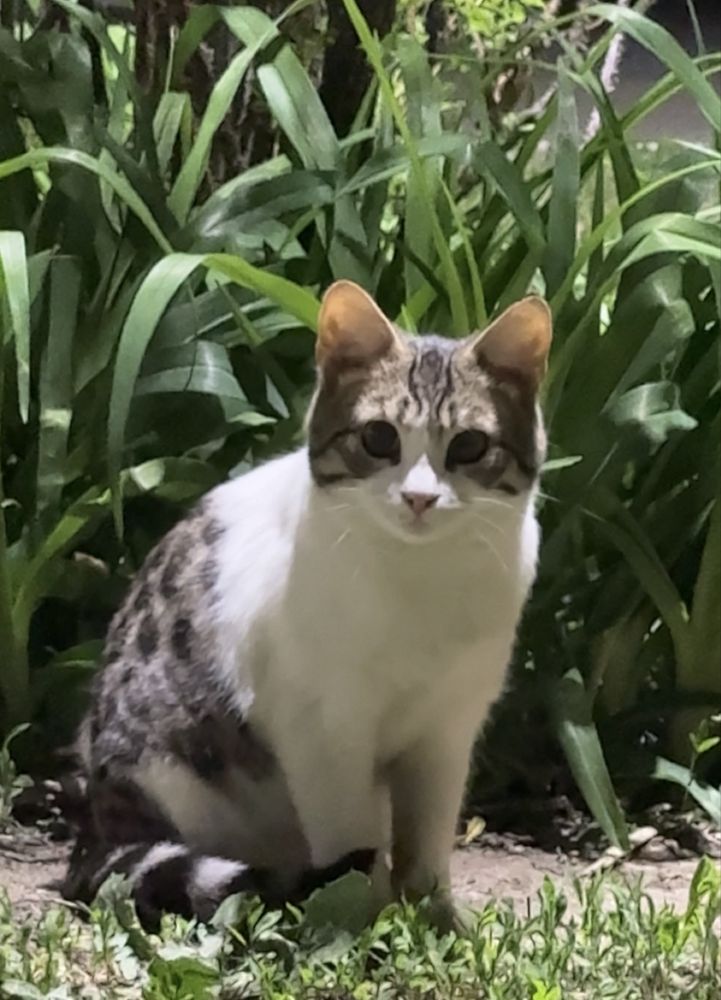 Кот мальчик