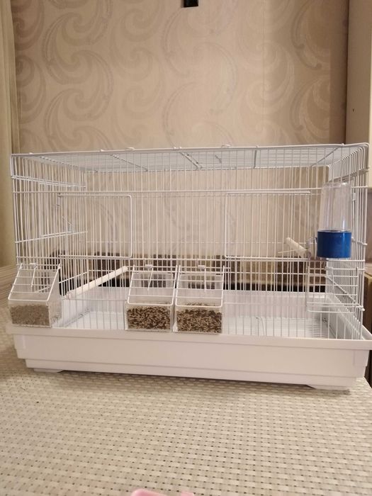 Канарейка певчая.