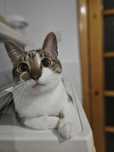 Servicii de Pet Sitting – Îngrijire Animale de Companie în Iași