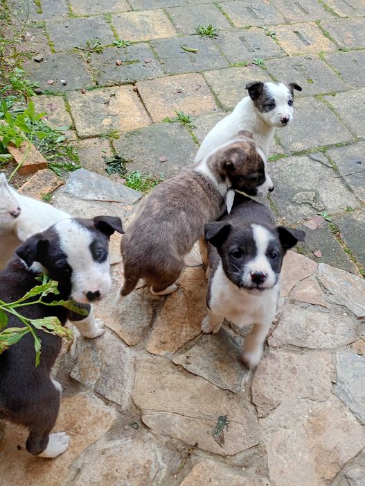 Catelusi pentru adoptie