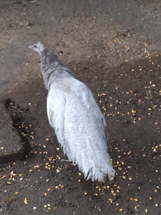 Masculi opal ochi albi și fazani