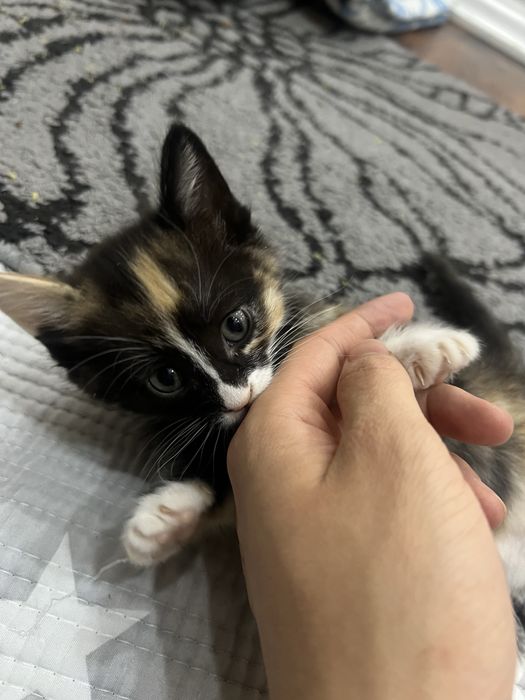Котенок (1 месяц)