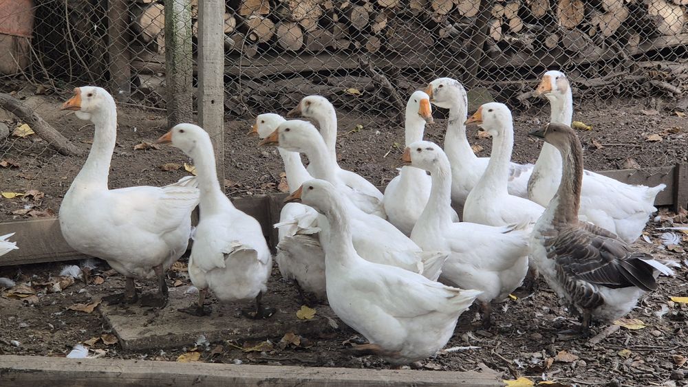 Gâște tinere pt ținut sau tăiat