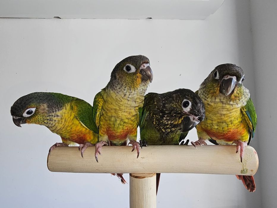 Papagali rosella, cântători și capre