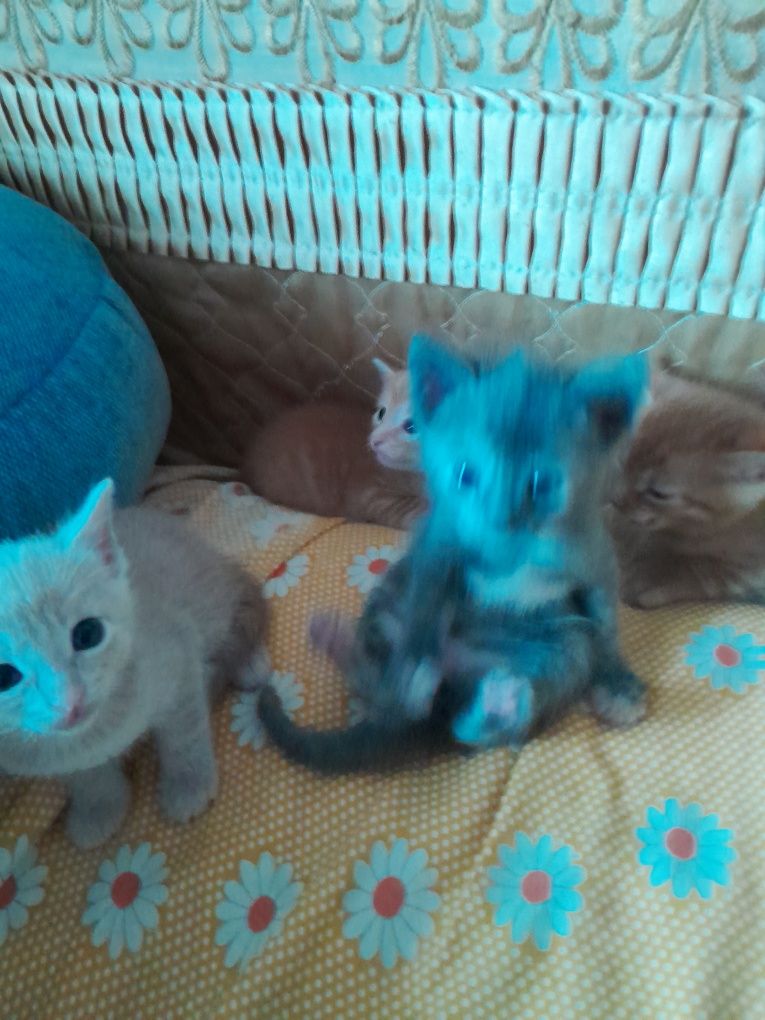 Котята очень красивые 2 рыжых один пудровый и один серый.