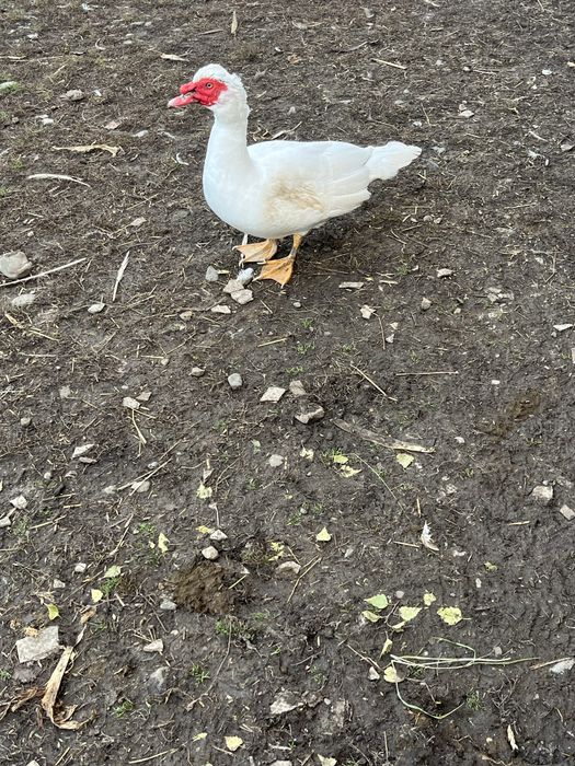 Rațe mute de vânzare