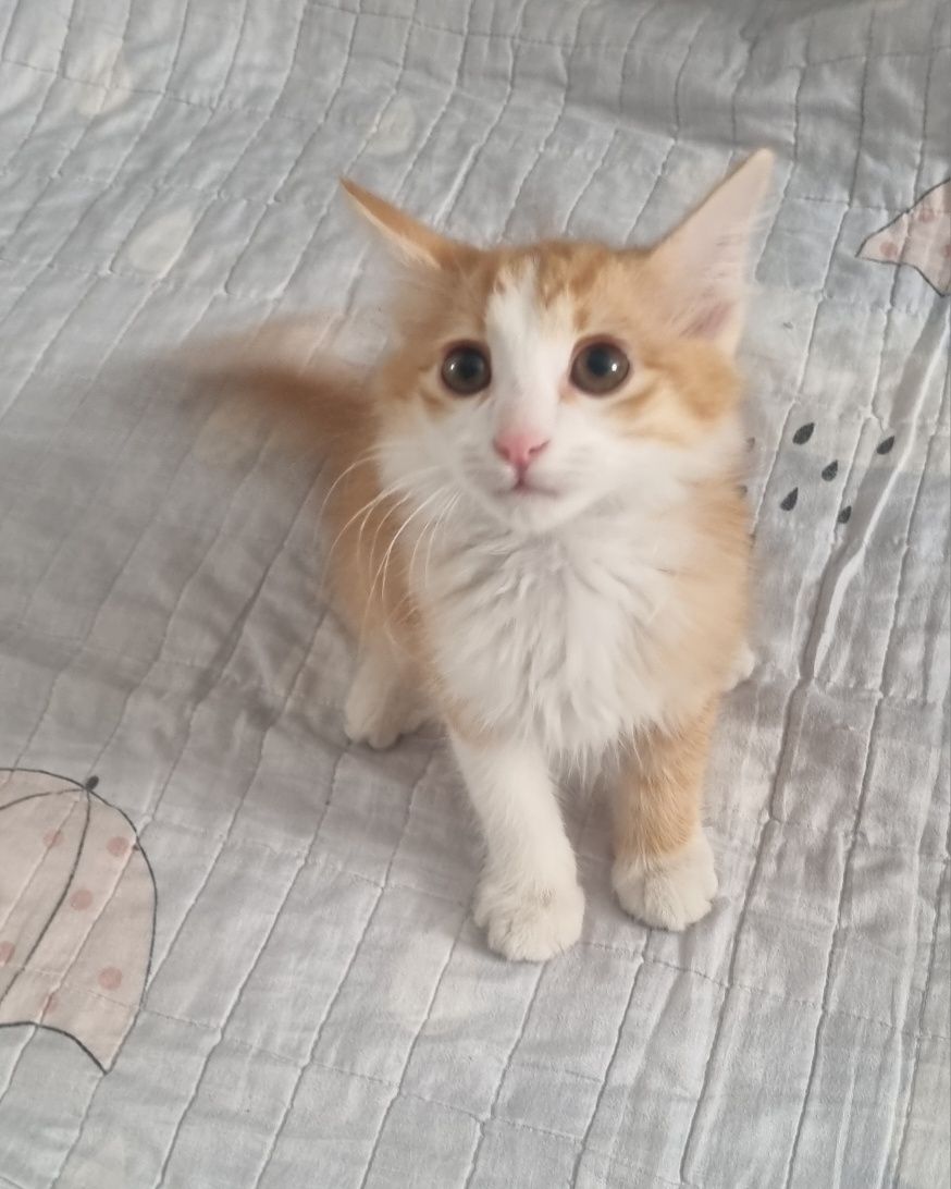 Mushuk sotiladi 2 oylik latok 3ta ovqat  latok qumi  ichida