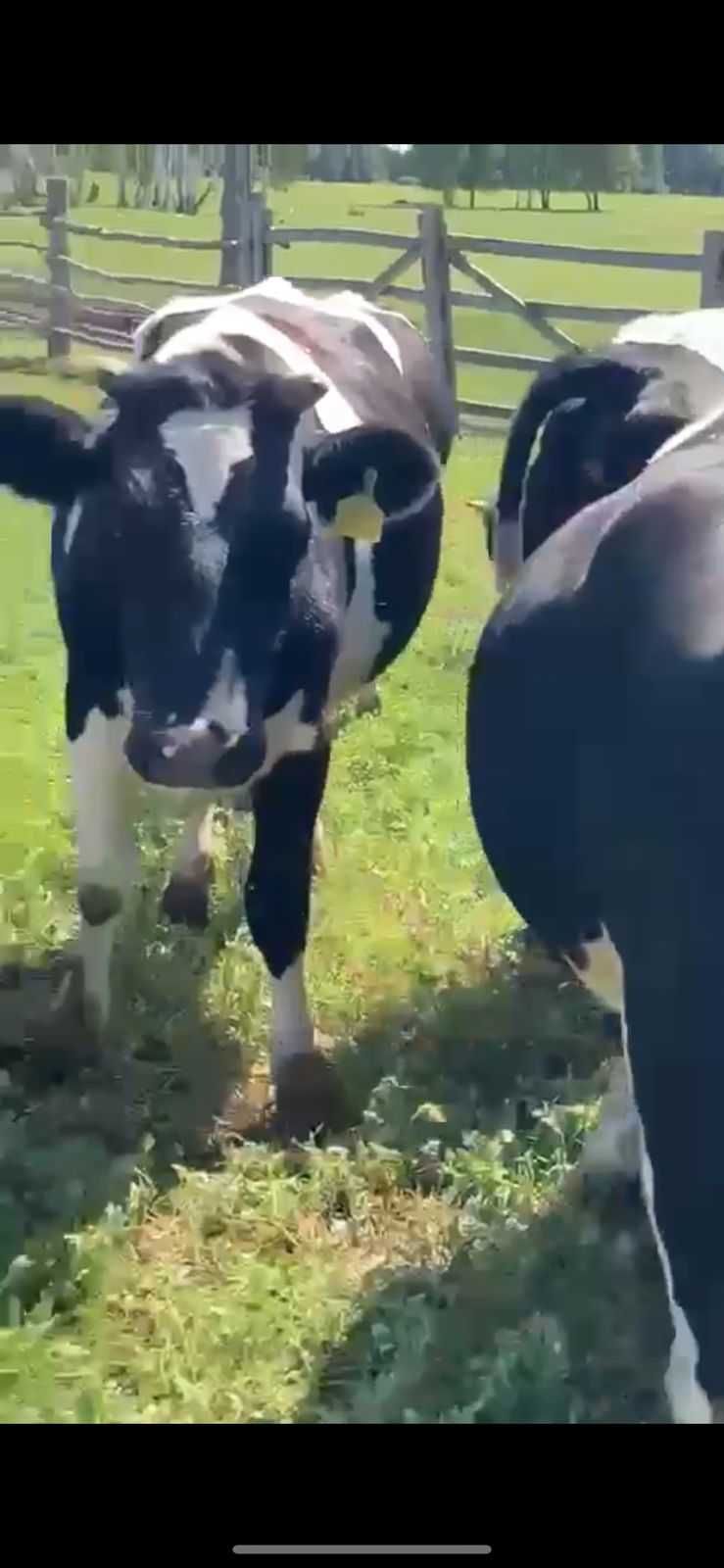 Продам коровы нетелей черно-пестрые стельные