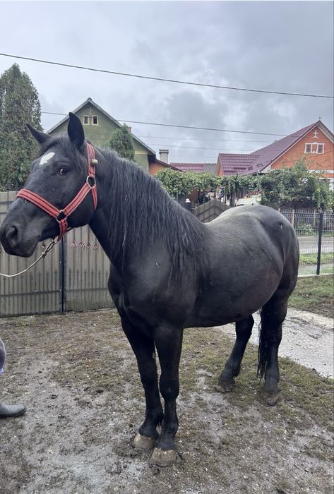 Vând iapă blandă si tânară.