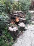 Vand lemn de foc