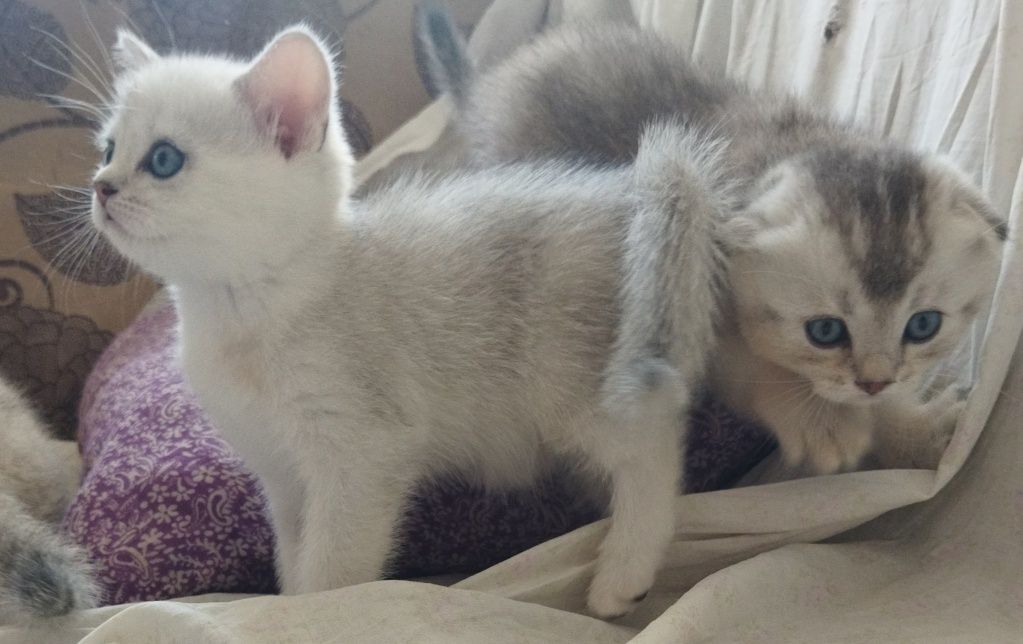 Шотландские котята