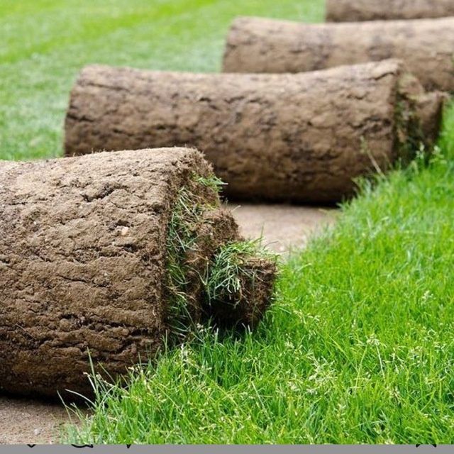 Газон экиш, манзарали ва мевали дарахтлар экиш, дорилаш, хизмати