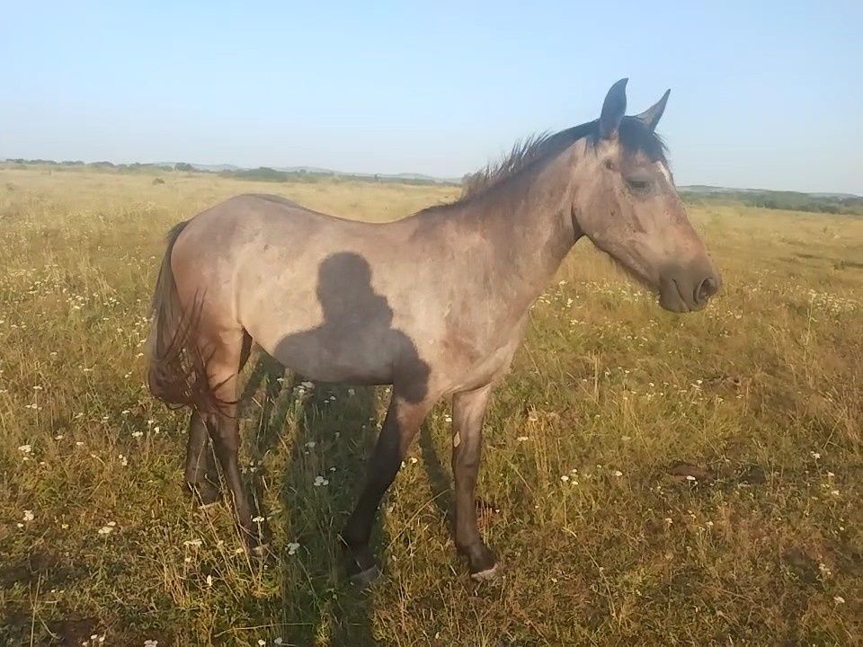 Vând sau schimb metis friz cu lipițan cal în vârstă de 2 ani