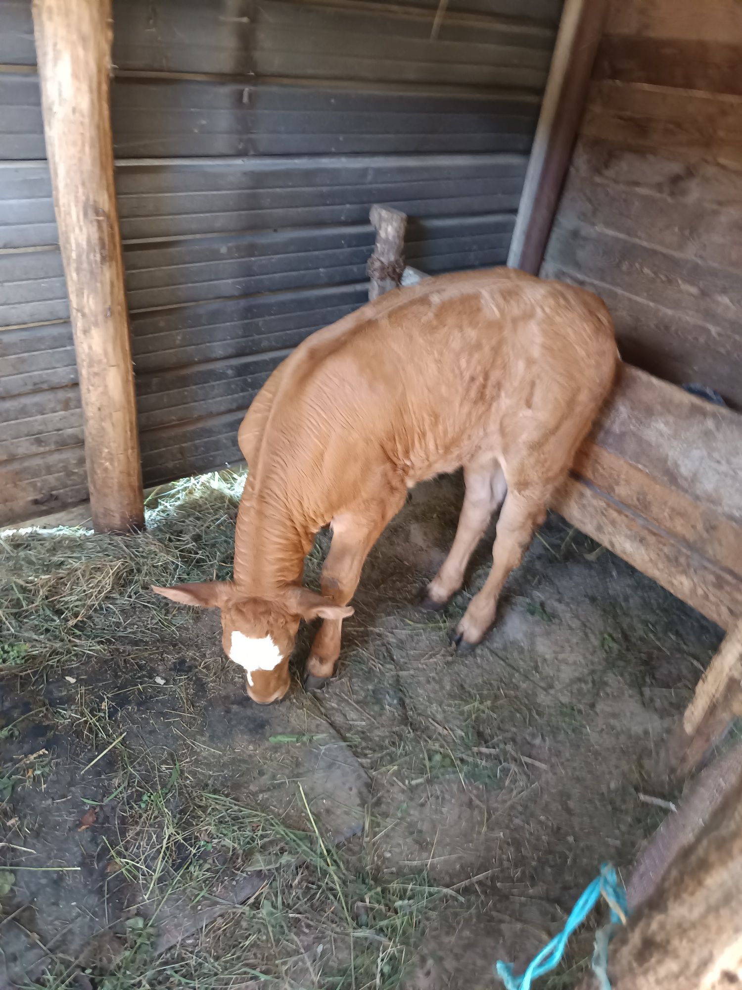 Vând Vițea bălțată Românească,1 lună