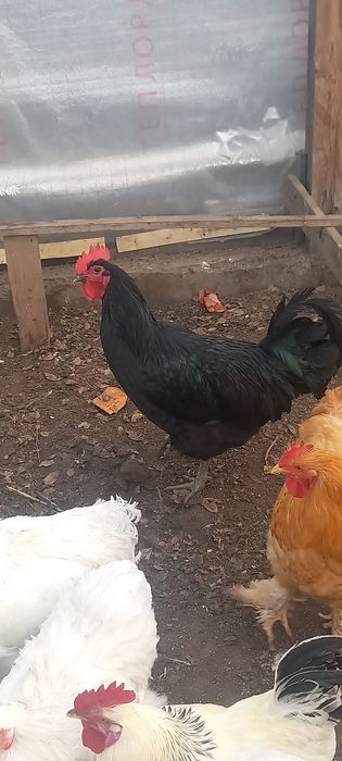 Продам петуха Австролорп чёрный