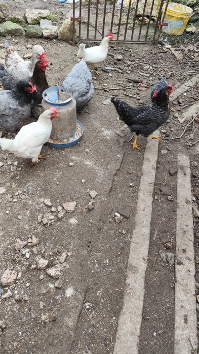 Продавам кокошки различни породи 18 броя, два петела и две пилета