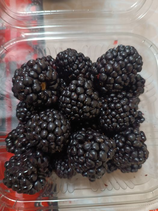 Butași de mur Thornfree an 1 și 2