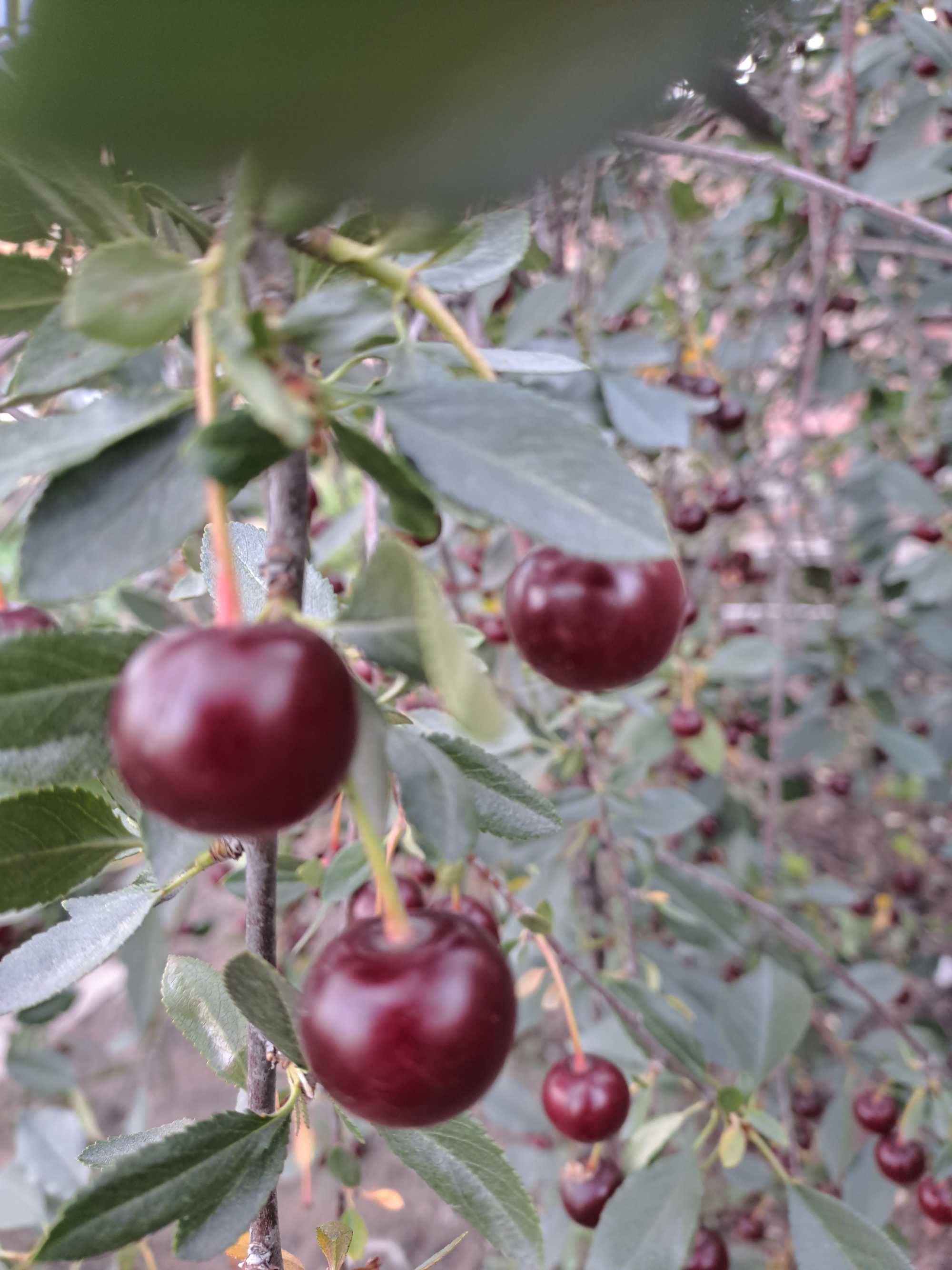 Продам крупную, спелую, сладкую вишню.