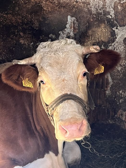 Vând Vacă Bălțată Românească - 5 ani