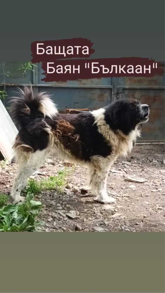 Българско овчарско куче / каракачанка с родословие