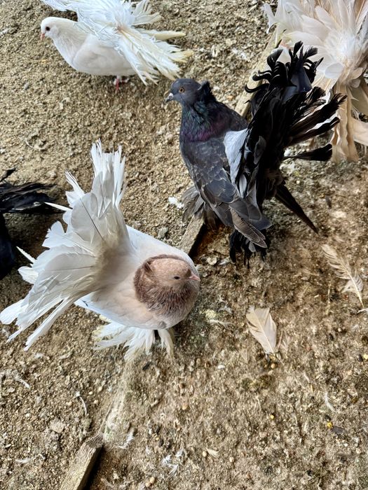 Porumbei Voltati Indieni