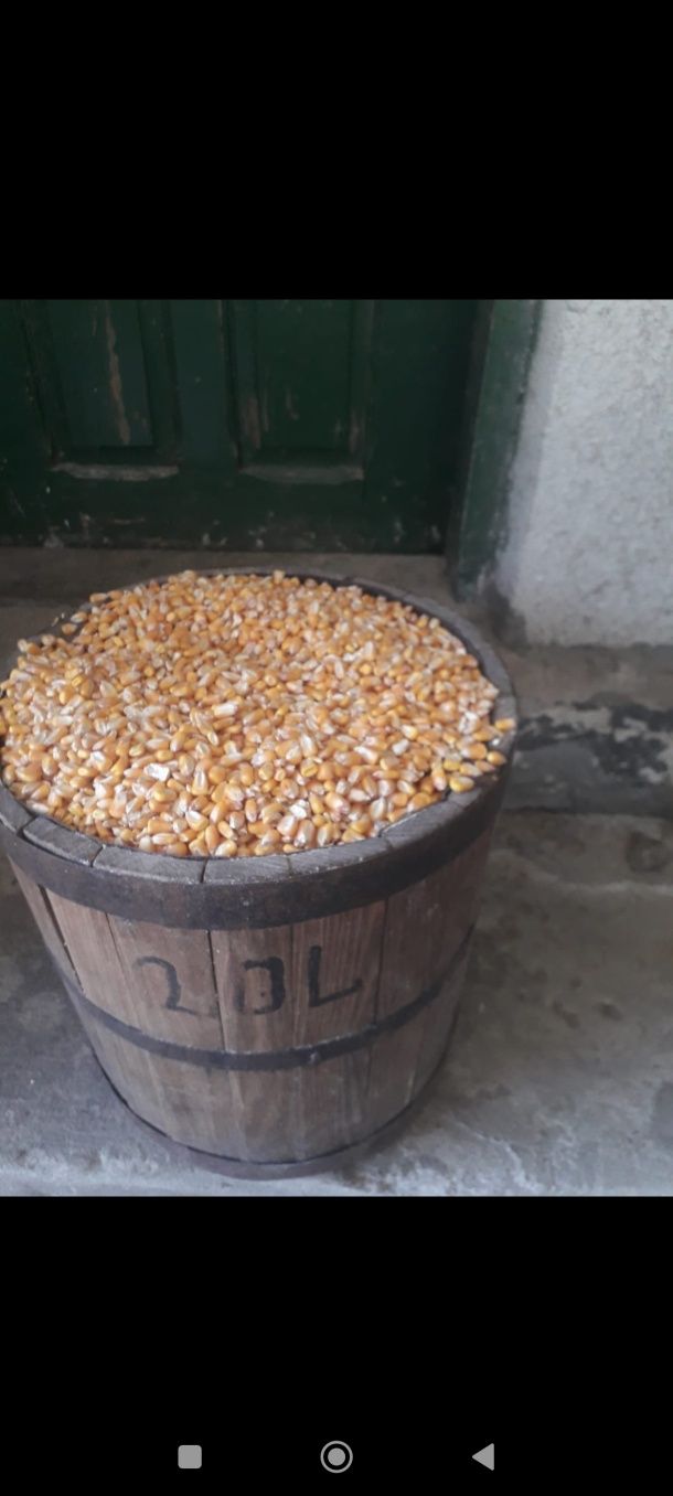 Vand porumb la baniță