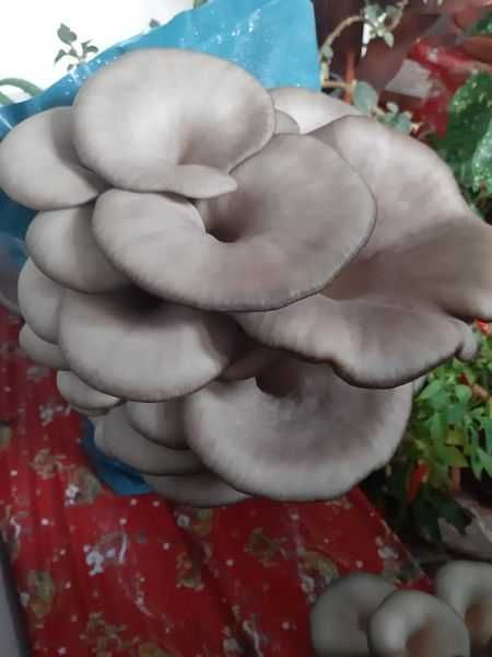 Set 4 Saculeti  inoculați cu miceliu  Pleurotus