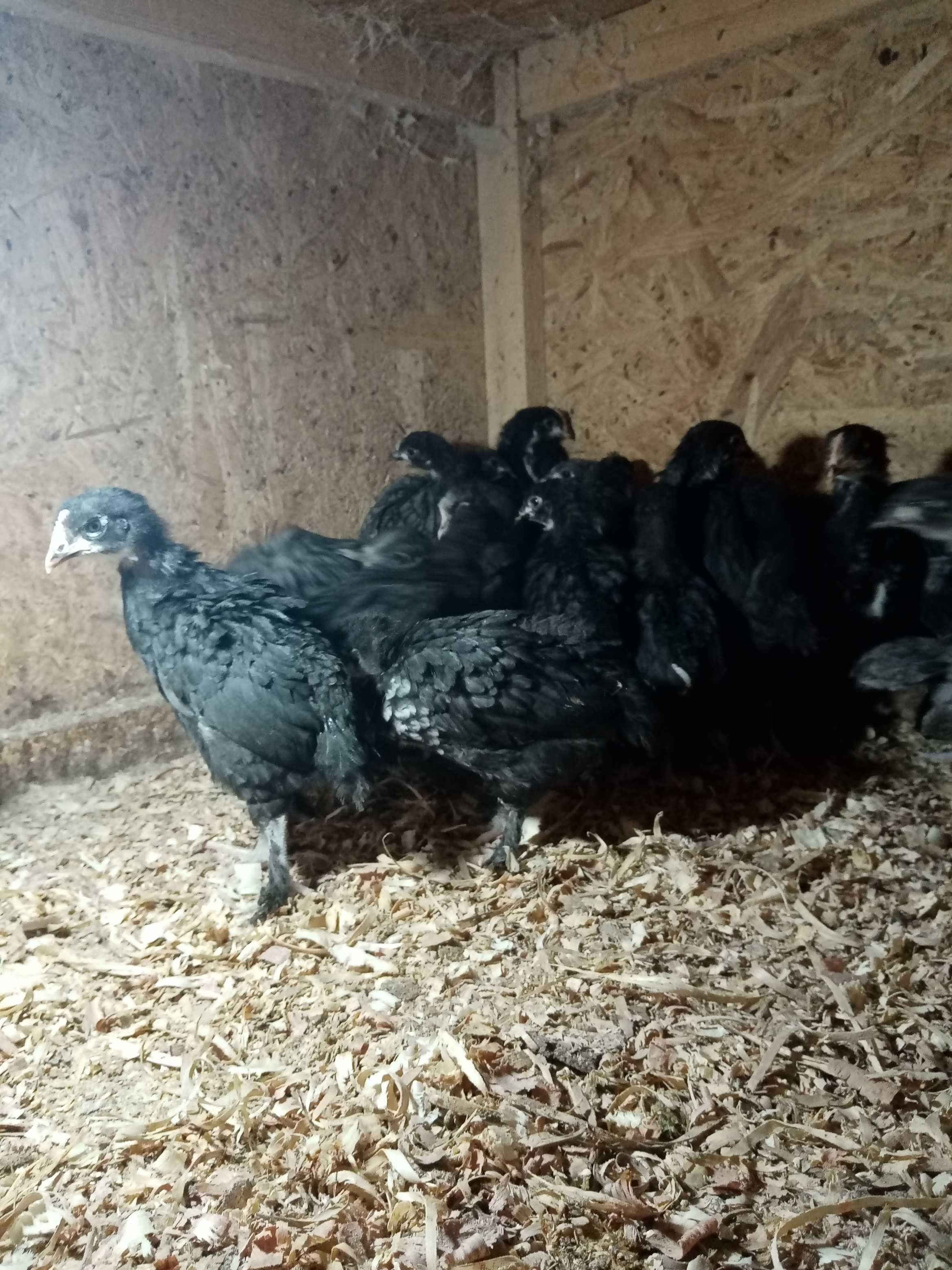 Vând pui de găină australorp