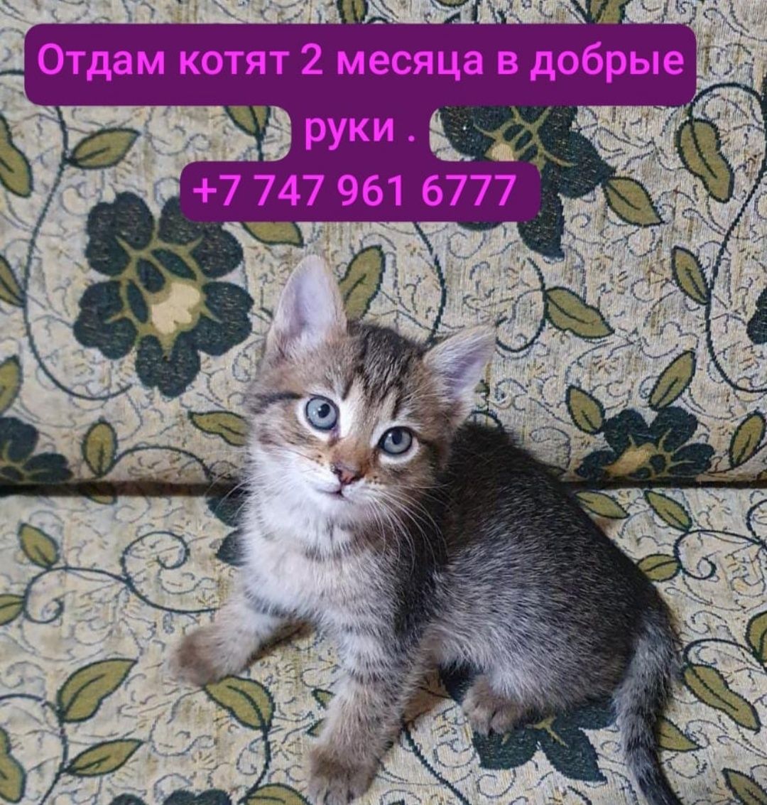 Отдам котят в добрые руки