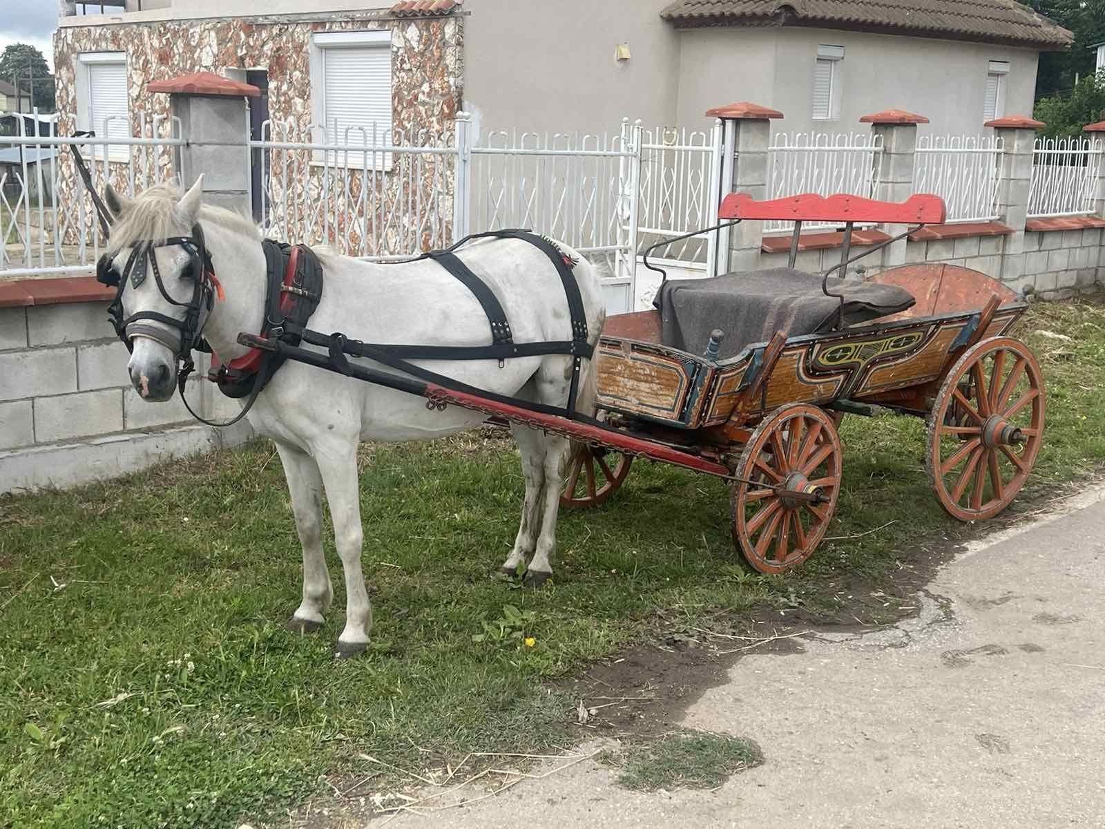 Продавам раи пони